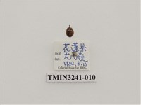 藏品(梵文菌瓢蟲)的圖片